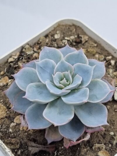 Echeveria Subsessilis