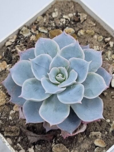 Echeveria Subsessilis - Зображення 2