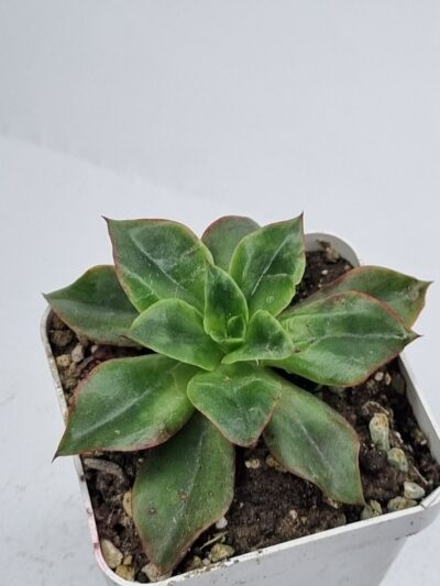 Echeveria Seiten Botan - Зображення 2
