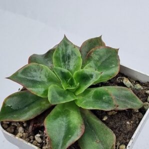 Echeveria Seiten Botan