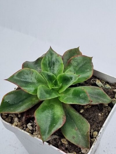 Echeveria Seiten Botan
