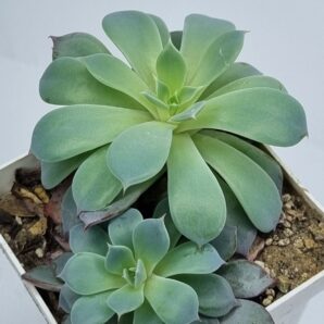 Echeveria Lindsanyana