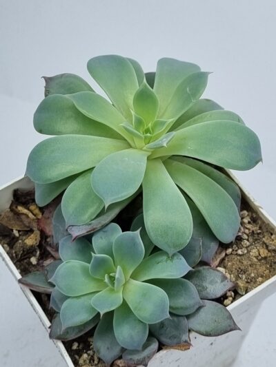 Echeveria Lindsanyana