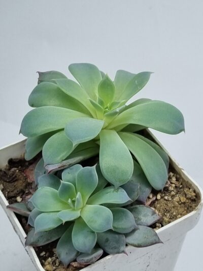 Echeveria Lindsanyana - Зображення 3