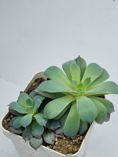 Echeveria Lindsanyana - Зображення 2