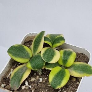 Crassula Multicava variegata