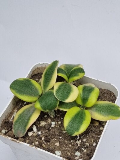 Crassula Multicava variegata