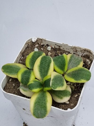 Crassula Multicava variegata - Зображення 2