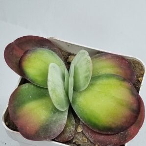 Kalanchoe Luciae variegated