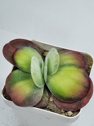 Kalanchoe Luciae variegated