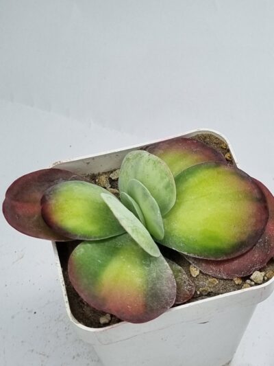 Kalanchoe Luciae variegated - Зображення 3