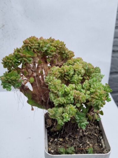 Echeveria agavoides f cristata - Зображення 3
