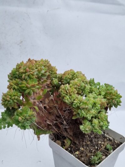 Echeveria agavoides f cristata - Зображення 2