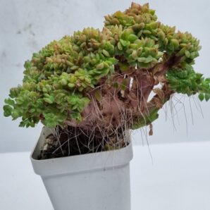 Echeveria agavoides f cristata