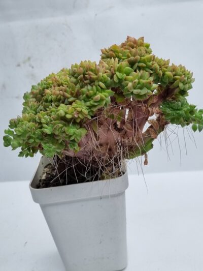 Echeveria agavoides f cristata
