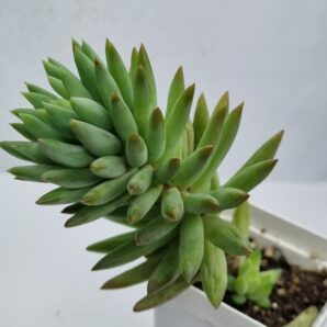 Sedum