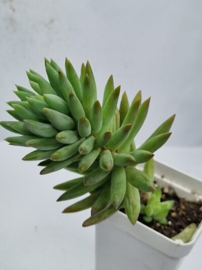 Sedum