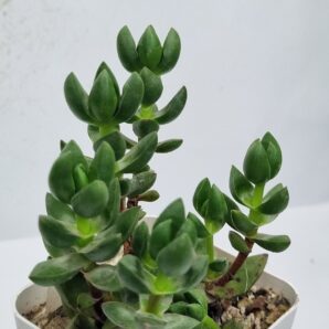 Crassula Capitella Ben