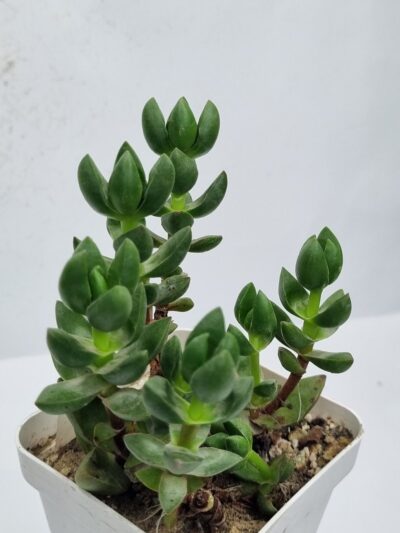 Crassula Capitella Ben