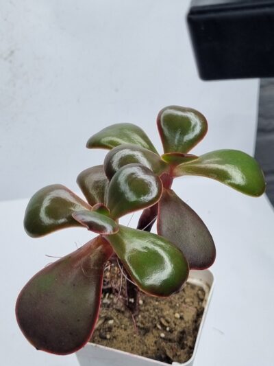 Echeveria Fireball - Зображення 2