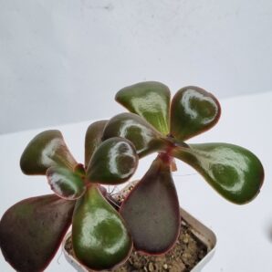 Echeveria Fireball