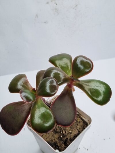 Echeveria Fireball