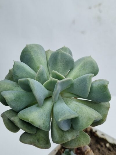 Echeveria Cubic Frost - Зображення 2