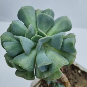 Echeveria Cubic Frost