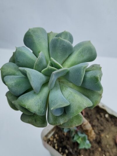 Echeveria Cubic Frost