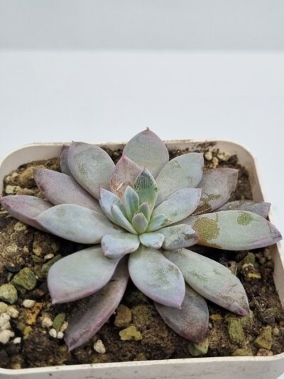 Echeveria Luly - Зображення 2