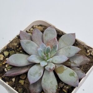 Echeveria Luly