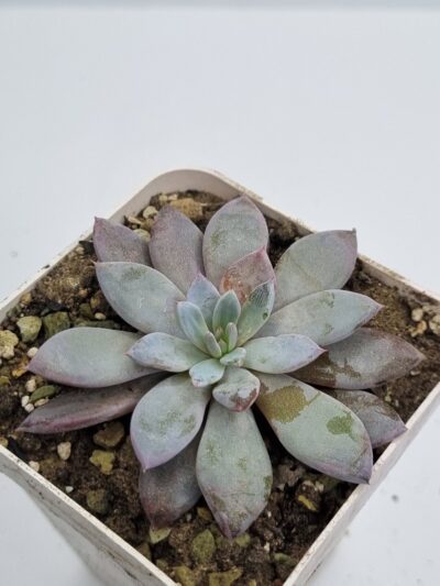 Echeveria Luly