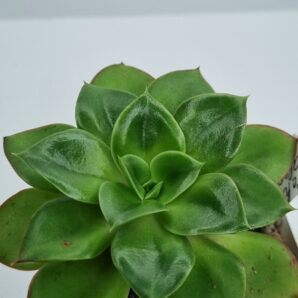 Echeveria Salsa Verde