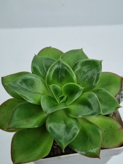 Echeveria Salsa Verde