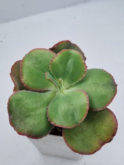 Echeveria Dick sp Ink - Зображення 2
