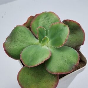 Echeveria Dick sp Ink