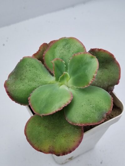 Echeveria Dick sp Ink