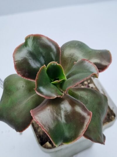 Echeveria Pappy's rose - Зображення 2