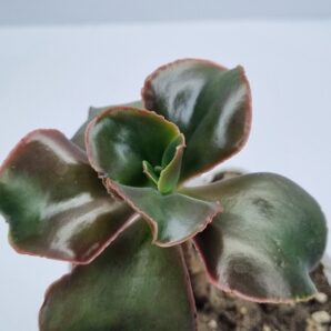 Echeveria Pappy's rose