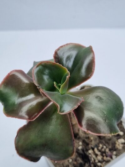 Echeveria Pappy's rose