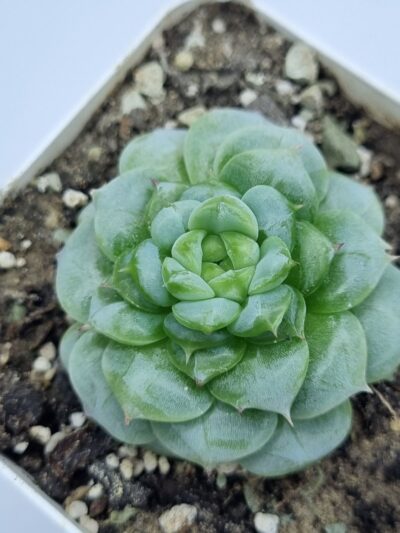 Echeveria Red Velvet - Зображення 2