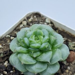 Echeveria Red Velvet