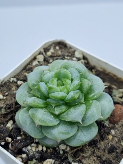 Echeveria Red Velvet
