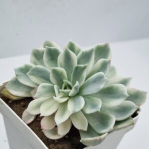 Echeveria Royal Chrisanthemum variegata