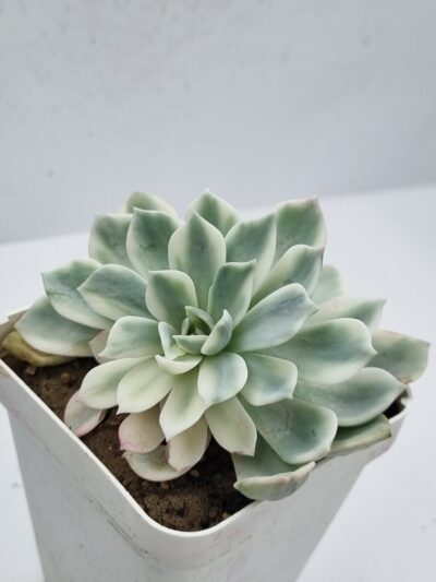 Echeveria Royal Chrisanthemum variegata