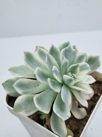 Echeveria Royal Chrisanthemum variegata - Зображення 2