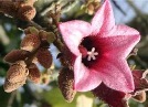 Жіноча квітка Brachychiton discolor