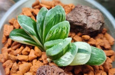 Haworthia "Jade Fan" variegata - Зображення 3