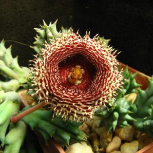 Huernia histrix v.parvula ES2314 - пагони -