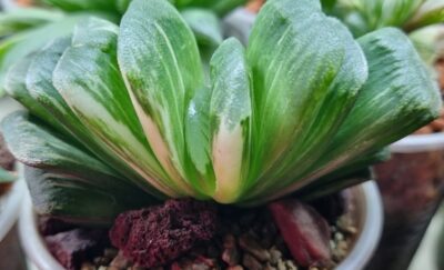 Haworthia truncata”LIME GREEN” var. - Зображення 3